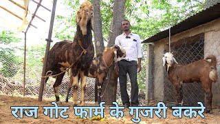 तगड़े गुजरी गोट तोल के भाव | shorts visit raj goat farm | gujari goat market ajmer | pkraj vlogs