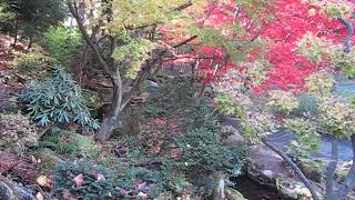 藤田記念庭園　紅葉の滝