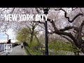 New York City 🗽 Central Park - Cherry Blossoms [Apr. 2021]