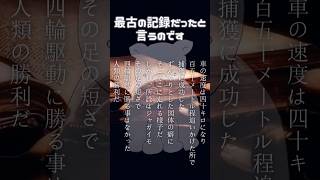 【雑学】盛り過ぎたウォンバット、真実を述べよ #shorts