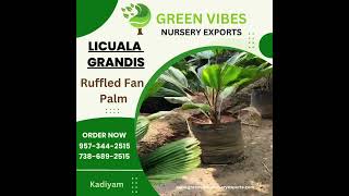 Licuala Grandis-Ruffled Fan Palm plants kadiyam