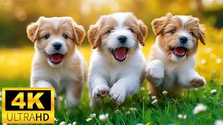 Baby Animals 4K (60 FPS) - Amazing World Of Young Animals With Relaxing Music