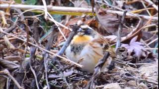 ムビる11633 餌を漁るミヤマホオジロ♂ miyamahoojiro