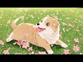 video to calm your thoughts with a dog and calm music . relaxation . relaxing dog . relaxing music