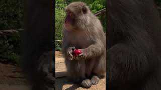 受け取り拒否するサル　#shorts #japanesemacaque