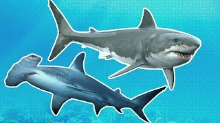 Sharks for Kids | Great White vs Hammerhead | Shark Week for Kids