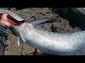 catching an ono from the shoreline hawaii catch cook create