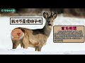 【動物園打野】莉莉婭使用說明：打野、線上、出裝、團戰【教學】