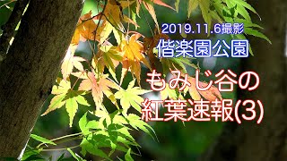 2019.11.6 撮影, 偕楽園紅葉速報（3）,もみじ谷  4K