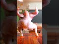 sus chicken is twerking meme