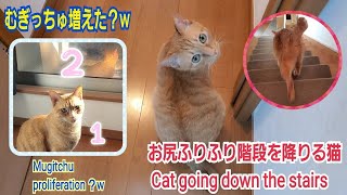 むぎっちゅ☆お尻ふりふり🍑階段を降りる猫☆