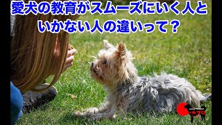 愛犬の教育がスムーズにいく人といかない人の違いって？【問題の改善に必要なもの】　PSDドッグサポートセンター　いぬプロ　犬プロ　inupro　犬のしつけ　教育　問題行動　悩み相談