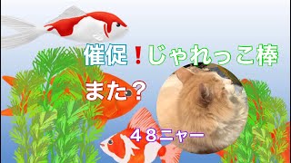 【催促】またじゃれっこ棒　４８ニャー