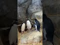 ［海遊館］イワトビペンギンの鳴き声 shorts ペンギン