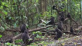 When you find a Troop of Black-crested Macaques In Tangkoko