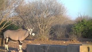 Gemsbok Bow Hunt in Namibia