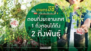 ตอนกิิ่งมะขามเทศ 1 กิ่งตอนได้ถึง 2 กิ่งพันธุ์