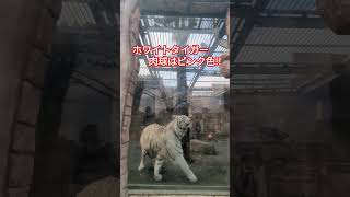 🍀【ホワイトタイガー餌やり】in 東武動物公園/ #肉球 / #shorts