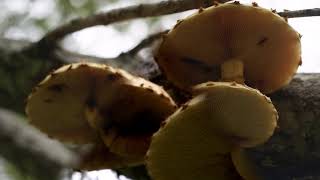 [Fu] 🍄Pholiota aurivella / ヌメリスギタケモドキ