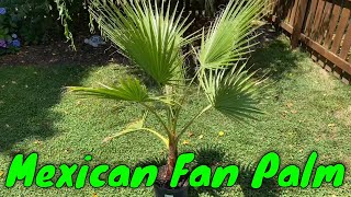 Mexican Fan Palm (Washingtonia robusta)