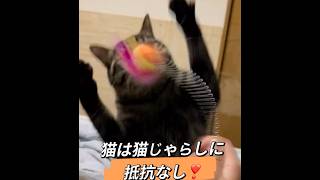 うち猫／猫と遊ぶ／猫じゃらし#ねこ動画 #ねこの日常 #ねこの動画 #ねこ #cat #可爱的猫咪 #猫のいる暮らし #ねこのいる生活 #猫じゃらし