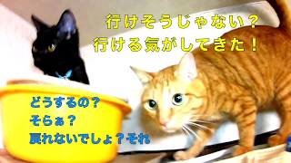 猫が迷った時の行動！さぁどうする？？~行き止まりです！~Dead end?~