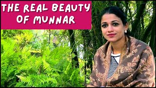 Tall Trees Munnar | The real Beauty of Munnar | Resorts In Munnar | Cardamom Plantations in Munnar