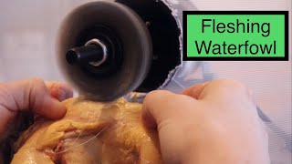 Waterfowl Taxidermy: How To Flesh A Bird