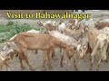 visit to bahawalnagar collection of khalid bhai makhi cheeni beetal goats خالد بھائی کی بکریاں