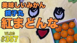 毎年買っている高級みかん「紅まどんな」はまるでゼリーの食感！ 還暦Vlog第357話