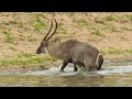 how crocodiles ambush and hunt waterbuck at the river