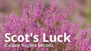 Scot's Luck (Calluna Vulgaris Extract)