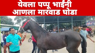 येवला मंगळवार बाजार पप्पू भाई यांनी पुष्कर वरून आणला मारवाड घोडा | yeola horse market.