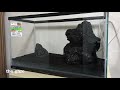 雲山石レイアウトで60cm水槽立ち上げ！ stones layout i started new tank