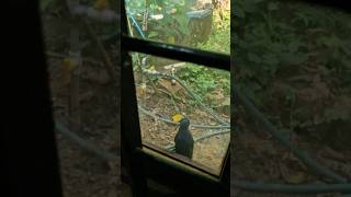 ഇത് ഏത് പക്ഷിയാണ്?? Anyone knows this Bird name?? Please comment.