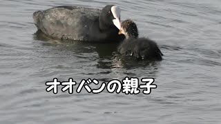 オオバンが親子で食事の時間　Eurasian Coot. adult and juvenile【 Nussie Village / ぬっしー村 】