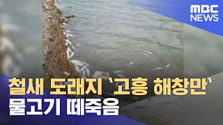 철새 도래지 `고흥 해창만`.. 물고기 떼죽음 (2022.03.20/뉴스데스크/광주MBC)