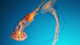 jellyfish with long tentacles - Sea life Free Stock Video Footage