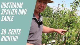 Obstbaumschnitt Spalier und Säule - So machst du es richtig!