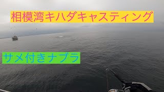 夏のキハダキャスティング！！相模湾