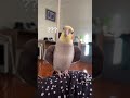 Cockatiel plays peekaboo