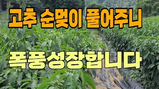 장마가 끝나고 고추순멎이 풀어주니 폭풍 성장합니다.고추 생육 현황 관찰 7월28일