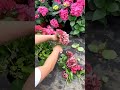 hydrangea pruning techniques satisfying shortsvideo