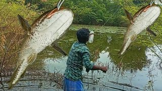 Murrel Fish Hunting | Thundiel Viral Meen Vettai | விரால் மீன் தூண்டி