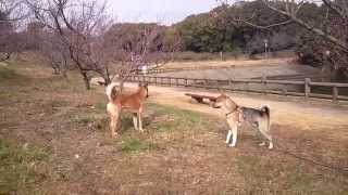 紀州犬(胡麻)　野犬アカ♂推定3,4才 我々を見つけると挨拶に来てくれます　知多之浦庵