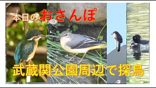 武蔵関公園周辺で探鳥・本日のおっさんぽ