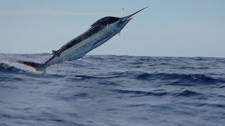 Guatemala On Fly