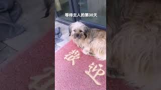 狗狗还在等主人，好可怜，给它喂点点食物，希望它能好好的#shorts#拯救地球的喵星人 #保护小动物 #狗狗  #流浪狗 #救助流浪狗