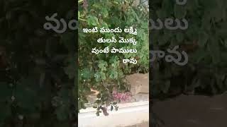 ఇంట్లో లక్ష్మీ తులసి వుంటే వ్యాధులు రావు 🥰#about thulasi plant#garikapati shorts#ytshorts