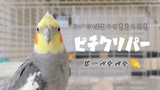 放鳥までの待ち時間はいつもハイテンション！オカメインコこはくさん